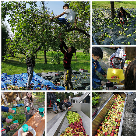 Bildcollage zum Projekt Apfel
